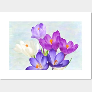 Spring Crocus Flowers Posters and Art